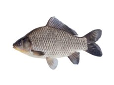 Fresh Whole Caras Fish | Crucian Carp 1kg
